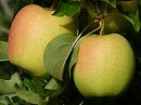 Яблоки Голден Азербайджан